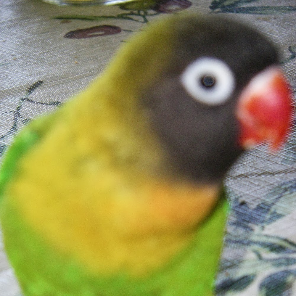 Meet your Posher, Peggy